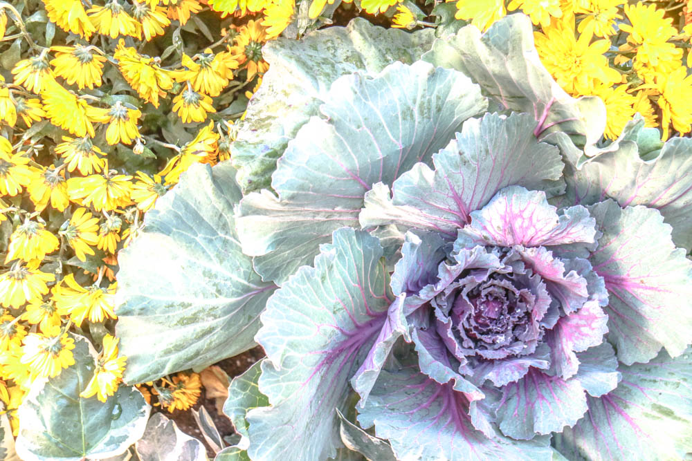 AndreaMai_Yorkville-3668