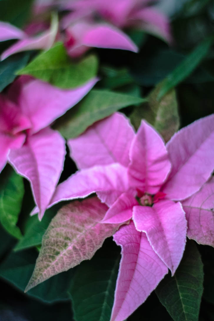 AndreaMai_Flowers-6396