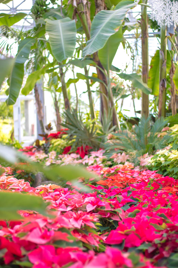 AndreaMai_garden-6997