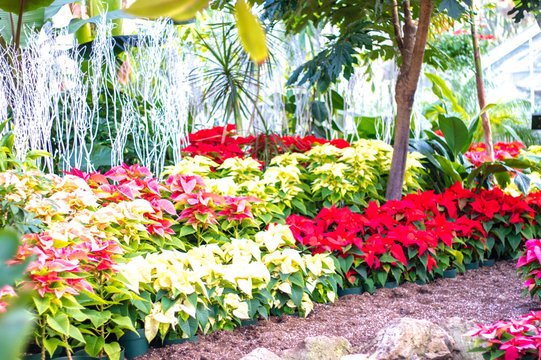 AndreaMai_garden-7001