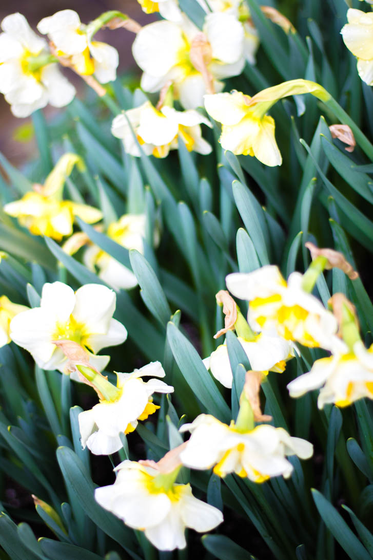 AndreaMai_Flowers-1443