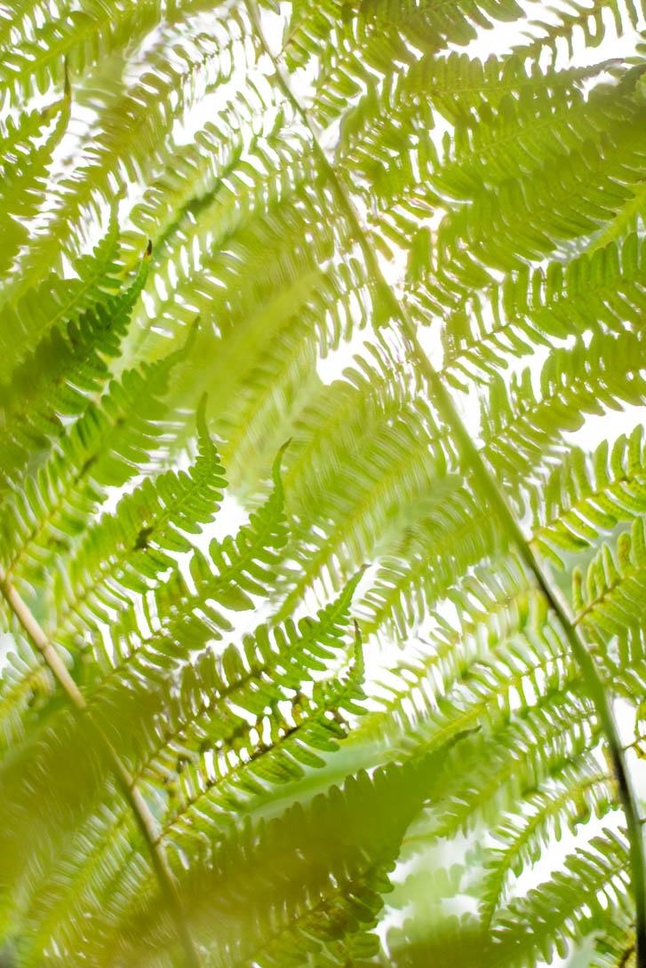 AndreaMai_Flowers-2620