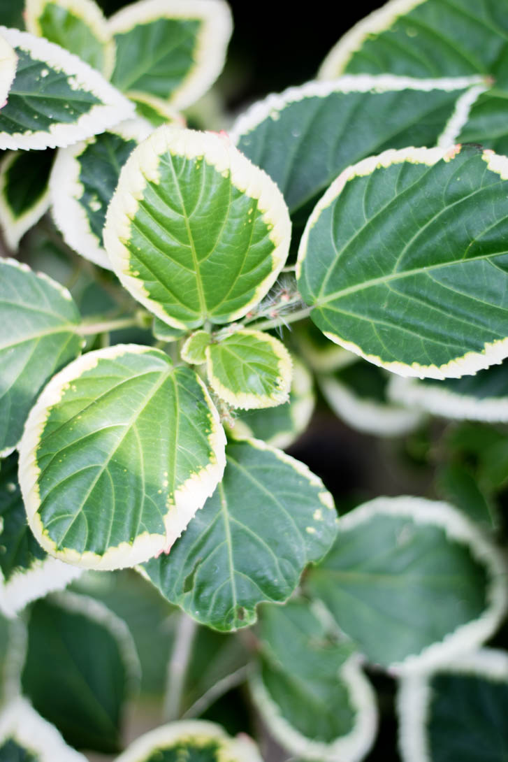 AndreaMai_Flowers-2646