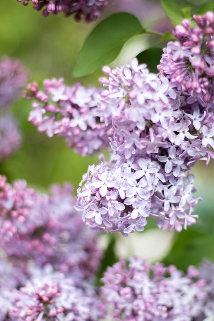 AndreaMai_Flowers-4001