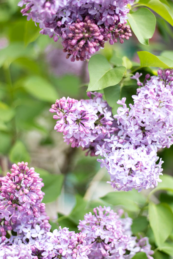 AndreaMai_Flowers-4003