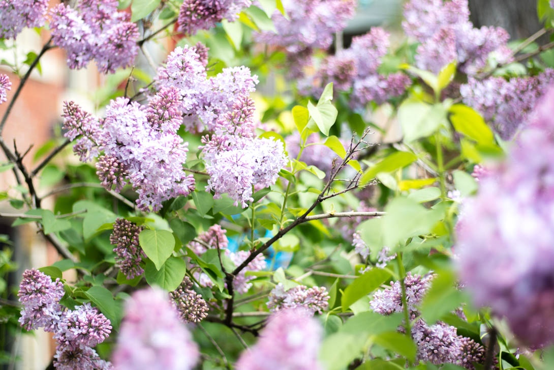 AndreaMai_Flowers-4007